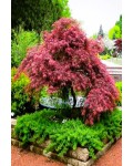 Клен веерный / пальмолистый Роял Гарнет | Acer palmatum Royal Garnet | Клен віяловий / пальмолистий Роял Гарнет 
